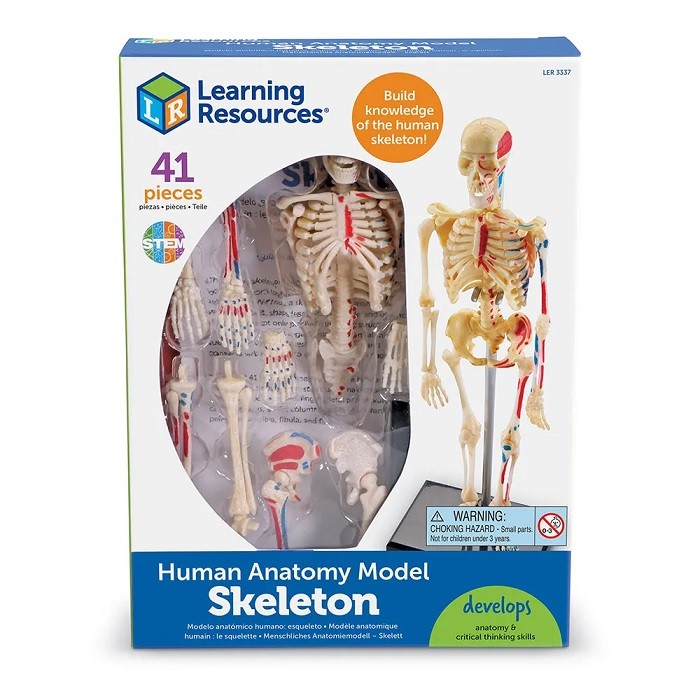 Learning Resources Anatomy Model - Skeleton