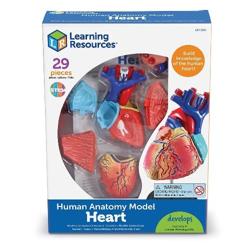Learning Resources Anatomy Model - Heart